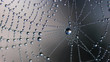 Spider net with water drops