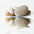 galets et coquillages sur l'eau