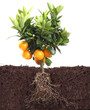 small orange tree isolated on white with root small orange tree isolated on white with root