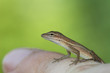 Anolis auratus - (Polychrotidae sauria) Anolis auratus - (Polychrotidae sauria)