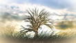 Video: tree growing fast with clouds moving in background tree growing fast with clouds moving in background