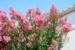 grand lilas des indes