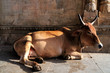 Foto: Hindu Sacred Cow Hindu Sacred Cow