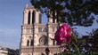 Video: Rose with Notre Dame de Paris on the background Rose with Notre Dame de Paris on the background