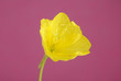evening primrose