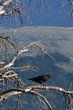 Raven in Tree Raven in Tree