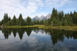 Reflections of pine trees Reflections of pine trees