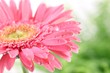 Fresh pink daisy
