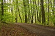 Waldweg