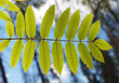 Mountain ash