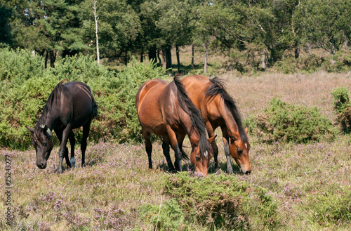 Photo: Three ponies grazing on New Forest Three ponies grazing on New Forest