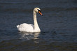 Schwan im dunklen Wasser