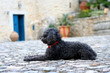 Caniche
