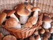 Steinpilze (king bolete - cepe - Boletus edulis)