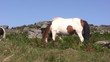 Horse eating grass in the mountain Horse eating grass in the mountain