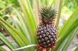 Photo: Ananaspflanze mit reifer Frucht Ananaspflanze mit reifer Frucht