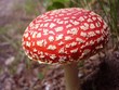 Fliegenpilz - fly agaric