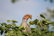 Yellow-billed-Hornbill_01
