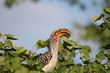Yellow_billed_Hornbill_02