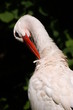 Storch