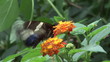 close-up of butterfly landing on a flower