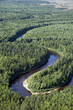 View of summer forest View of summer forest