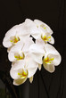 Orchid flowers