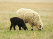 Sheeps on a meadow