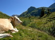 Kuh auf der Alm Kuh auf der Alm