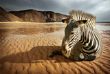 Beach Zebra - Fine Art prints