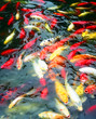 A Pond of Koi, Cyprinus carpio