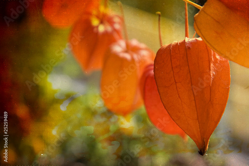 Foto: Physalis Physalis