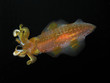 Caribbean Reef Squid hovers at night Island of Dominica