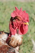 Transilvanian Nacked Neck Rooster head