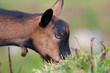 Ziege beim fressen © Matthias Buehner