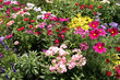 Blumenbeet