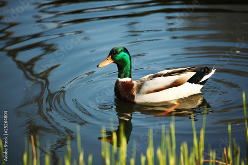 Photo: duck duck