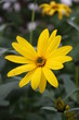yellow flower