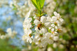 Bee on cherry white blossoms