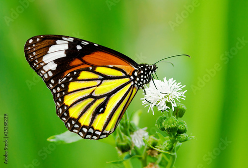 Photo: Colorful butterfly feeding Colorful butterfly feeding