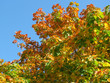 Autumn maple leaves Autumn maple leaves