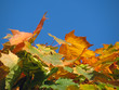 Autumn maple leaves Autumn maple leaves