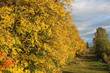 Autumn yellow wood Autumn yellow wood