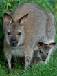 Wallaby de Bennett