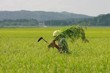 水田の草取り