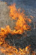 Fire line moving forwards - tongues of flame consuming meadow