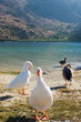 Geese on the lake