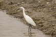 Aigrette