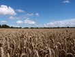 Wheat field