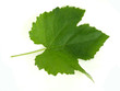 Weinblatt
